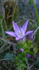 Gentianella austriaca, photograph (c) Michael Andresek, some rights reserved (CC BY)