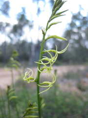 Tripterococcus brunonis