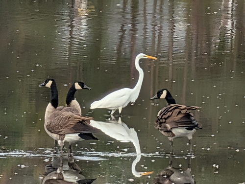 Branta canadensis observed 2026-09-25