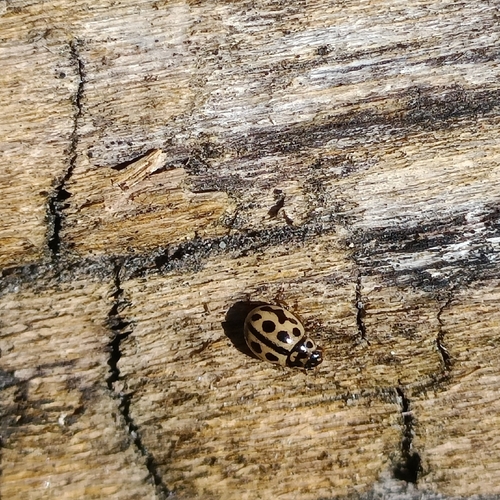16-spot Ladybird
