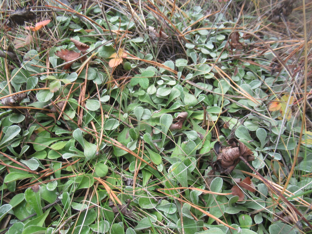 Antennaria dioica; photograph author not stated, no rights reserved