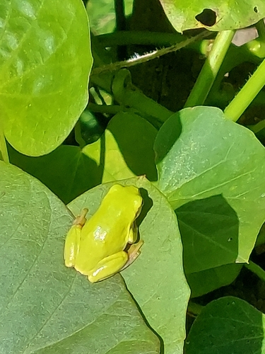 European Tree Frog