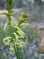 Tripterococcus brunonis