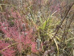 Dracocephalum ruyschiana, photograph author not stated, no rights reserved