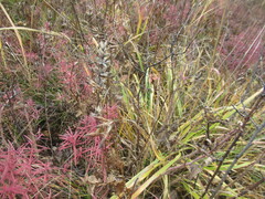 Dracocephalum ruyschiana, photograph author not stated, no rights reserved