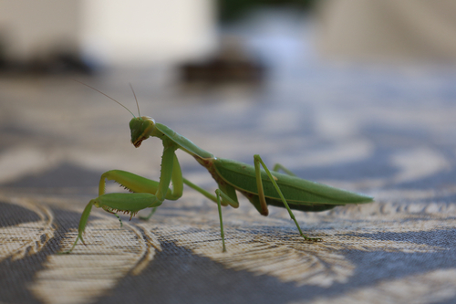 Transcaucasian Giant Mantis