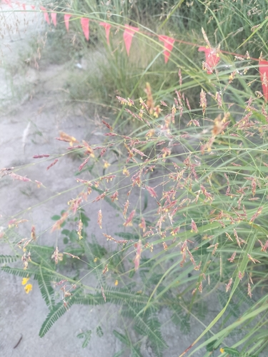 Sorghum halepense, photograph 3