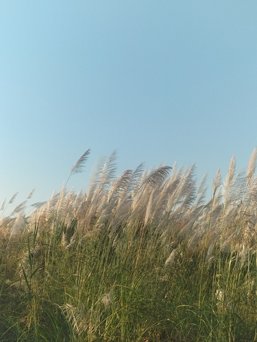 Saccharum spontaneum, photograph 2