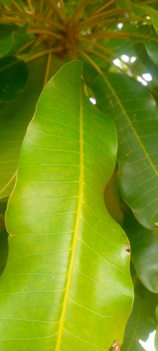 Shea Tree