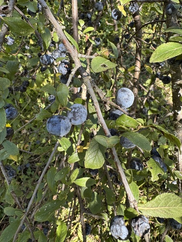Blackthorn