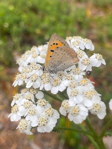 Small Copper