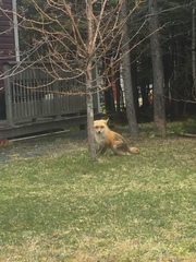 Vulpes vulpes deletrix