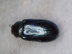 Phratora vulgatissima