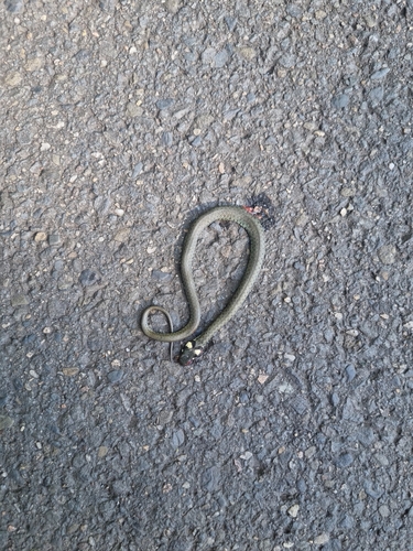 grass snake