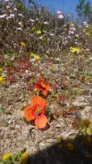 Papaver nigrotinctum