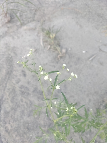 Parthenium hysterophorus