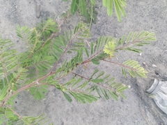 Mimosa diplotricha