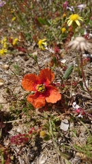Papaver nigrotinctum