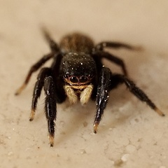 Euophrys herbigrada