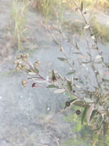 Sida rhombifolia, photograph 1