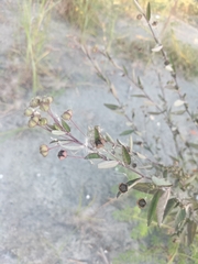 (c) 祐, some rights reserved (CC BY) Sida rhombifolia, photograph (c) 祐, some rights reserved (CC BY)
