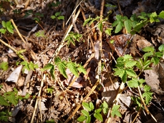 Rubus idaeus
