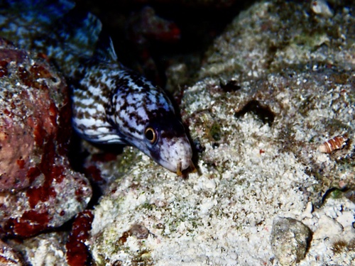 Gymnothorax enigmaticus observed 2026-09-23