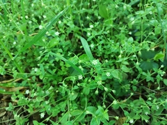 Moehringia trinervia