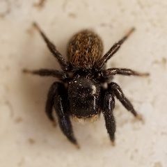 Euophrys herbigrada