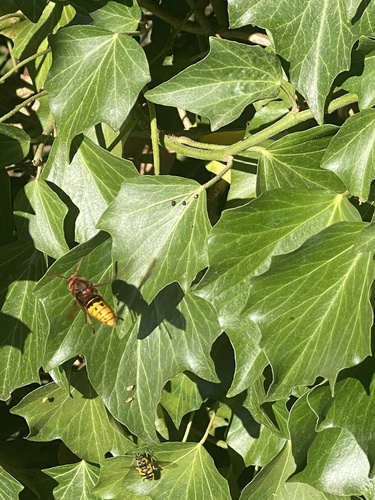 European Hornet