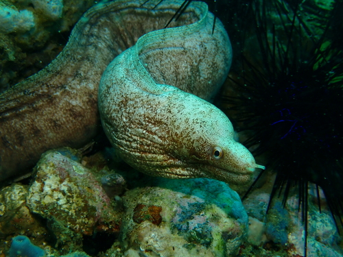 Gymnothorax zonipectis observed 2026-09-26