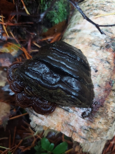 Hoof Fungus