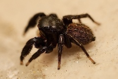 Euophrys herbigrada