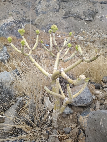 Canary Islands Candle-Plant