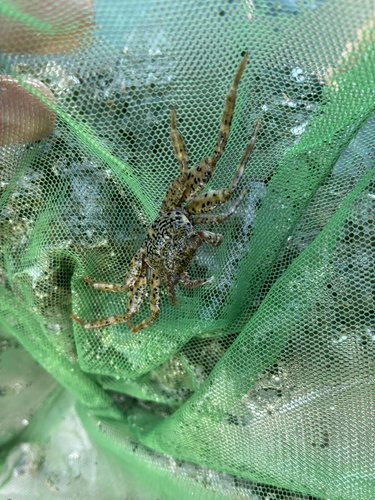 Grapsus longitarsis observed 2026-09-26