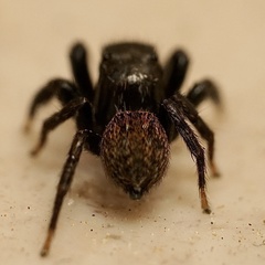 Euophrys herbigrada