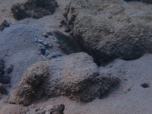 Amblygobius albimaculatus observed 2026-09-25