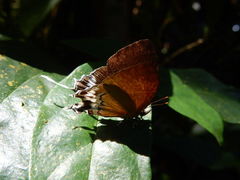 Eooxylides tharis distanti