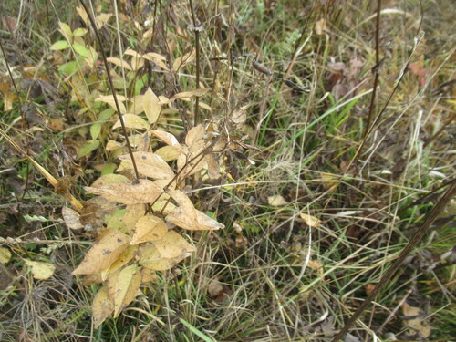 Vicia unijuga