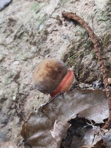 Dotted Stem Bolete