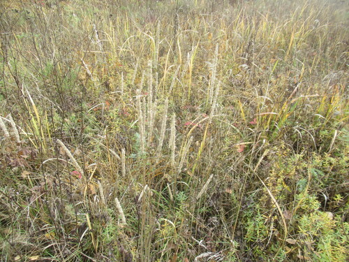 Phleum phleoides observed 2026-09-26