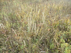 Phleum phleoides