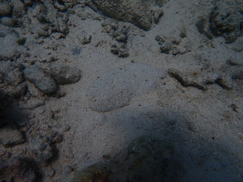 Pardachirus marmoratus observed 2026-09-25