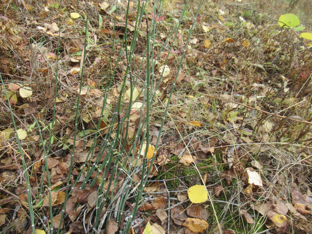 Equisetum hyemale; photograph author not stated, no rights reserved