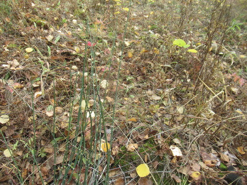 Equisetum hyemale, photograph 1