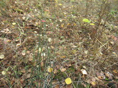 author not stated, no rights reserved Equisetum hyemale, photograph author not stated, no rights reserved