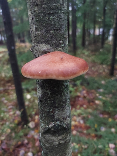 birch polypore