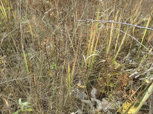 Odontites vulgaris