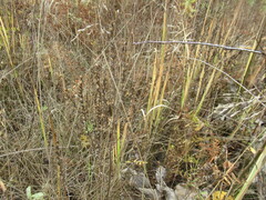 Odontites vulgaris, photograph author not stated, no rights reserved