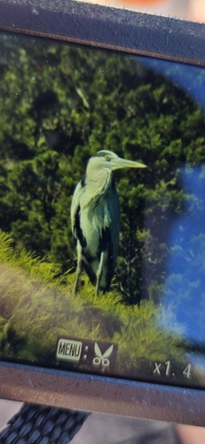 Grey Heron